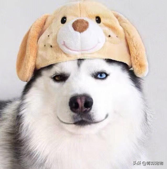 【宠物大学问】狗狗能吃虾吗？