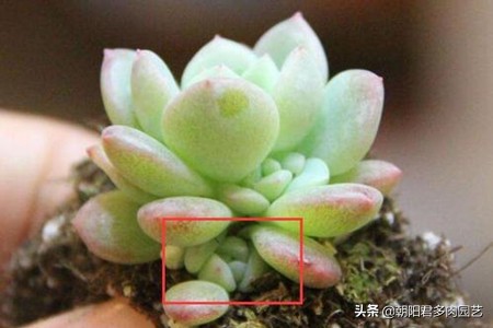 怎样能让多肉长出侧枝,多肉老桩杆子长不爆侧芽怎么办