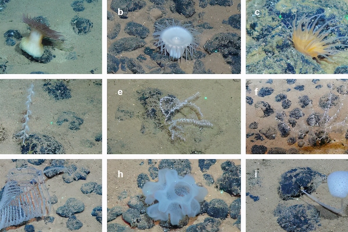 海底5000米发现神秘史前怪物,海底发现5500米的生物