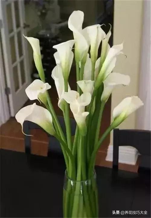 马蹄莲叶子发黄问题如何解决,马蹄莲叶子发黄解决办法水培