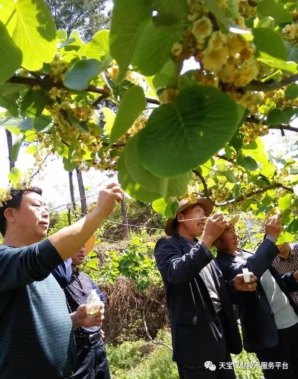 猕猴桃花果期怎么管理,一年猕猴桃树怎么管理