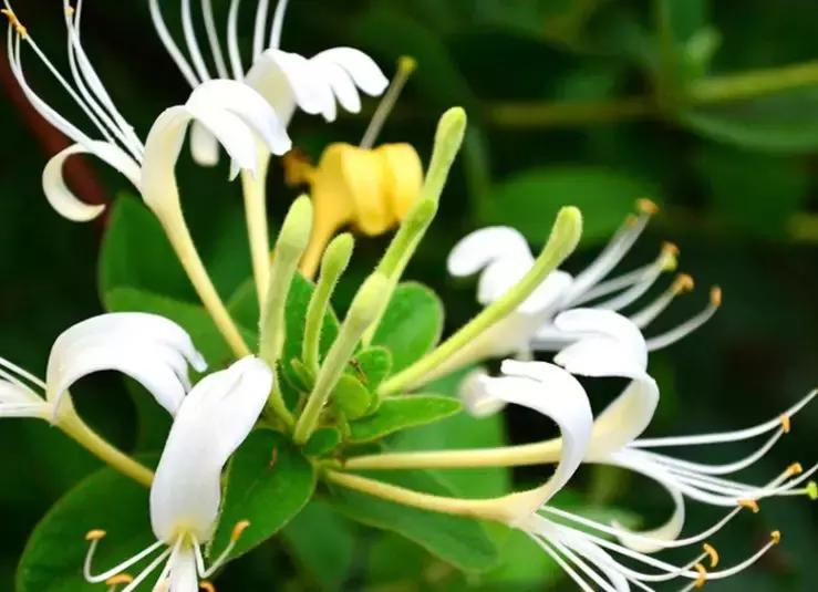 一年四季开花的爬藤花卉有哪些,一年就能爬满墙的爬藤花卉