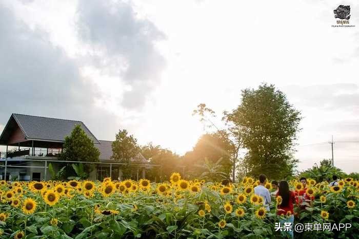 柬埔寨波贝不止有“菠菜”，还有美女和花海