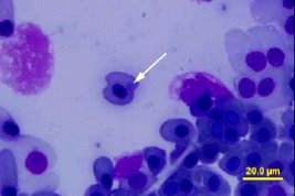 黑斑青蛙养殖技术视频教程,青蛙黑斑蛙高密度养殖技术培训
