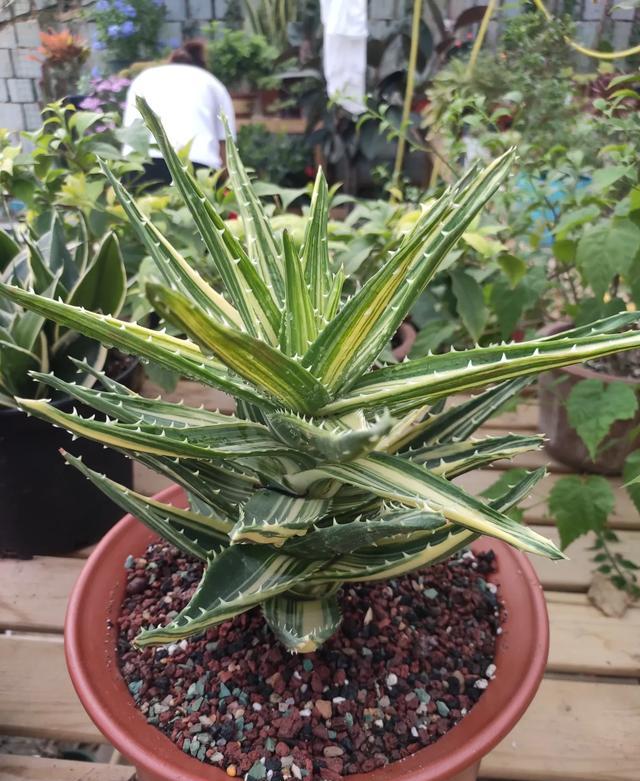 芦荟不长个不长叶怎么办,芦荟不长仔是怎么回事