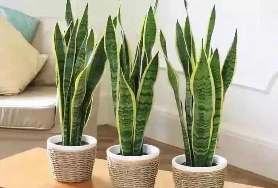 十大吸毒绿植排行榜,室内绿植吸毒王怎么养