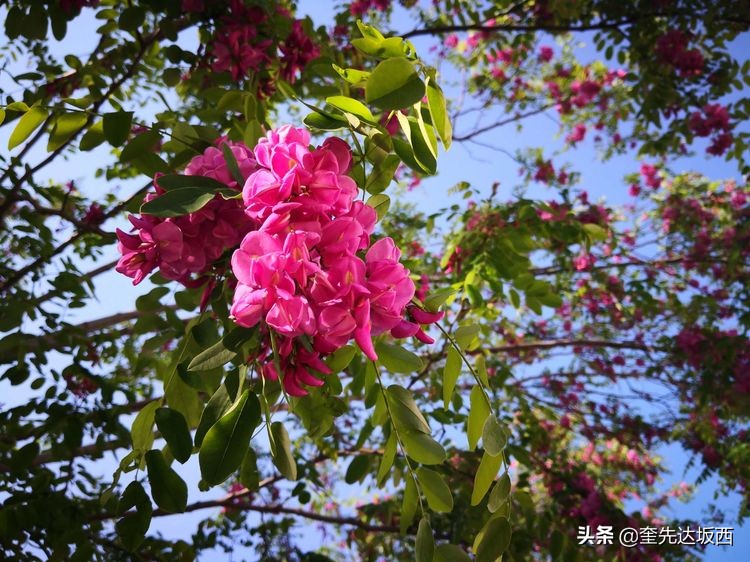 人民海军70周年海上阅兵纪实,观阅兵有感600字