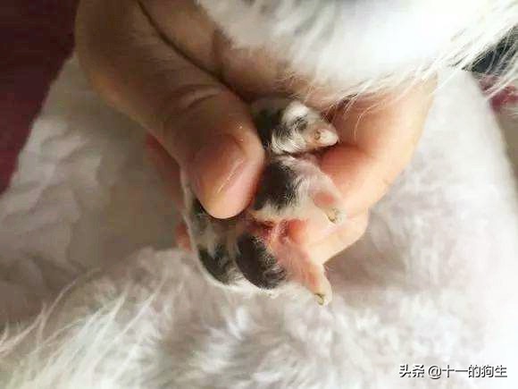 狗的爪子代表什么,关于狗爪的10个小知识