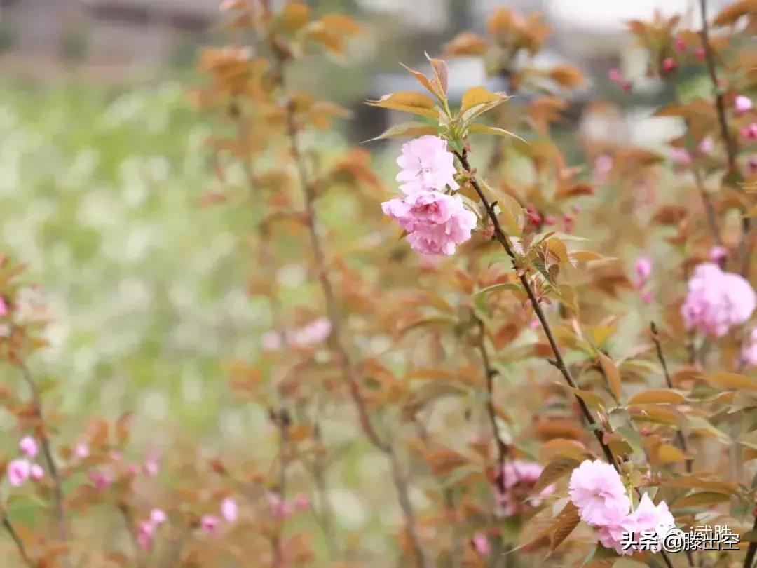 带你来樱花园看浪漫樱花,最美校园春天必打卡的樱花胜地