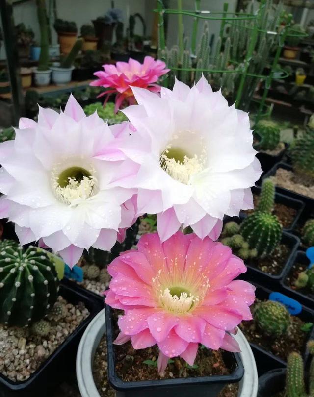 什么多肉耐冻又好吃,不惧零下五六度的多肉