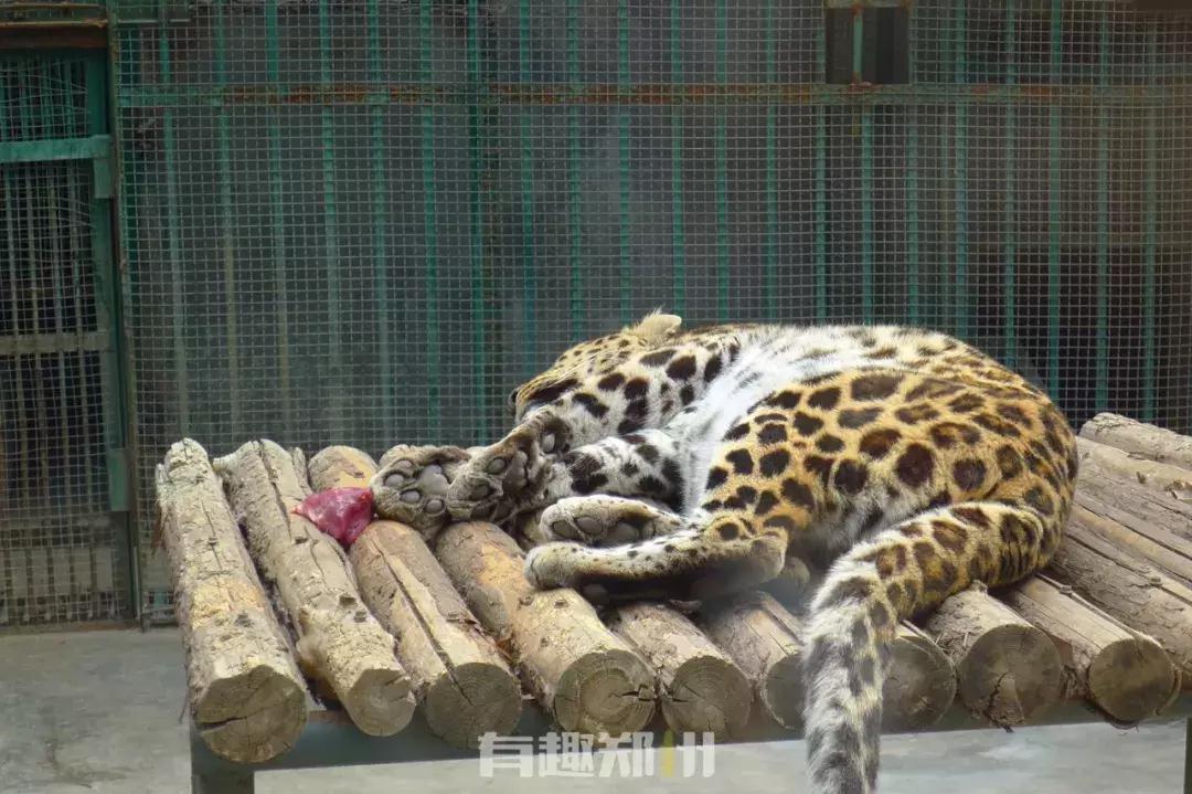 郑州市动物园开放,郑州市动物园什么时候去合适