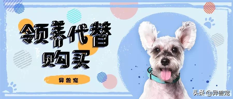 领养代替购买真的好吗？