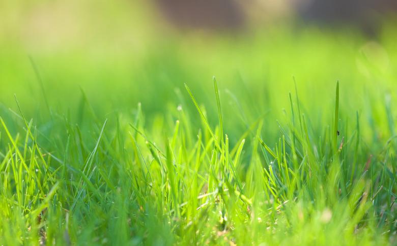 草皮交易平台,草坪交易