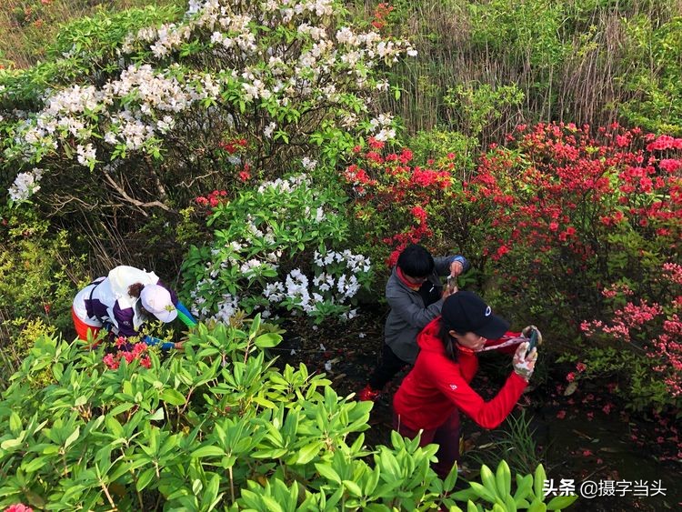 初夏游江西：历经晴、雨、雾，穿越武功山