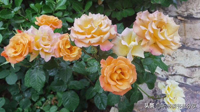 十全十美的月季,寻找最美的月季