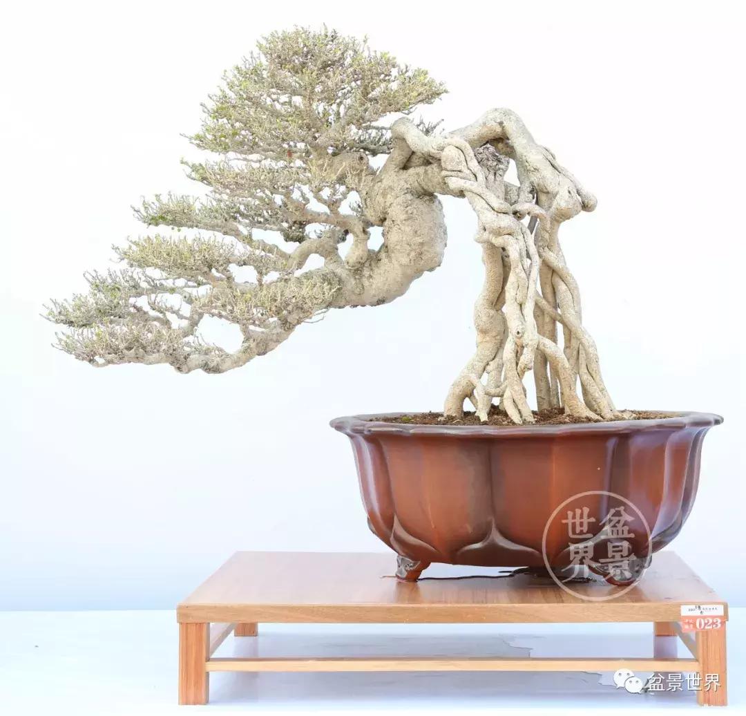 翠鸟根艺石头盆景艺术分享,奇形怪状极品根艺盆景图片