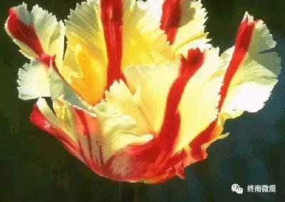 日本国花是什么花啊,全世界各国的国花是什么花