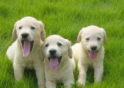 羊奶粉能给狗狗补充营养吗,羊奶粉对生病狗狗的好处和功效