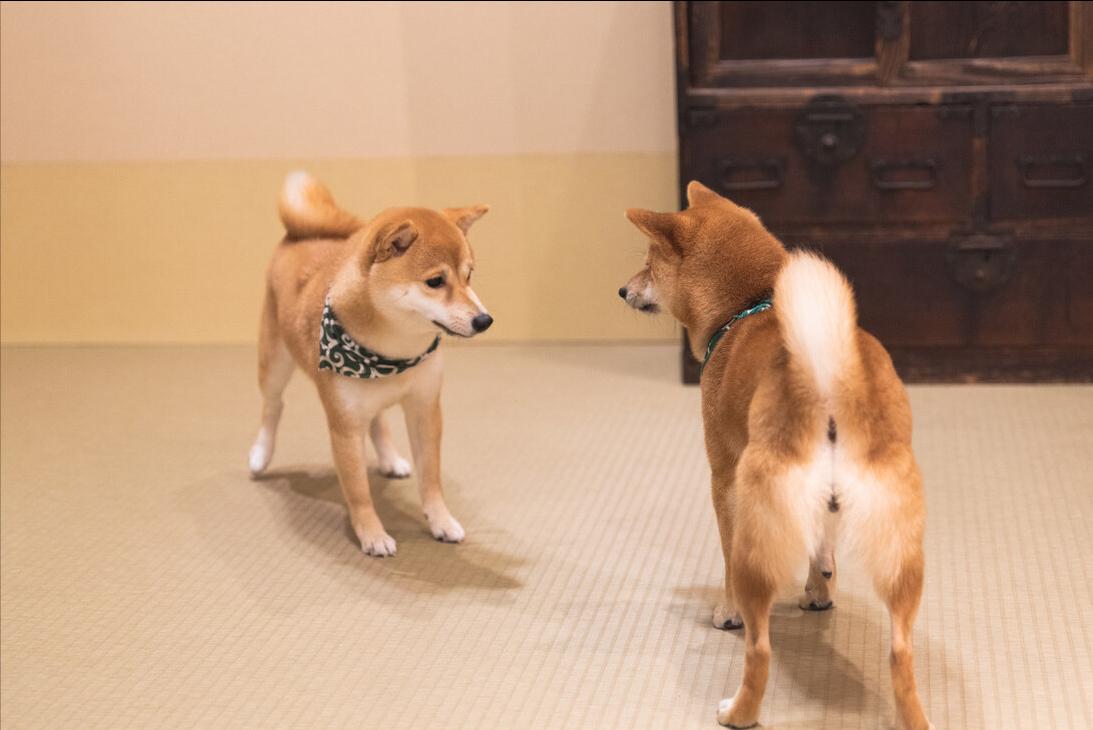 小型宠物犬多少钱一只,十种最省心的小型犬多少钱一只