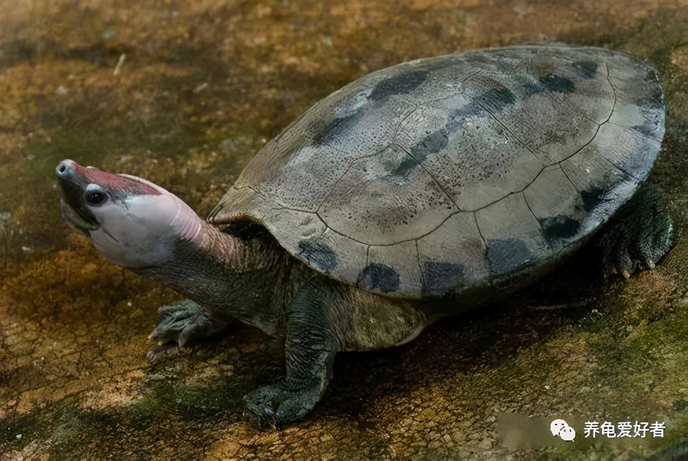 新手养龟常见的坏习惯与坏心态,饲养龟类需要注意什么细节
