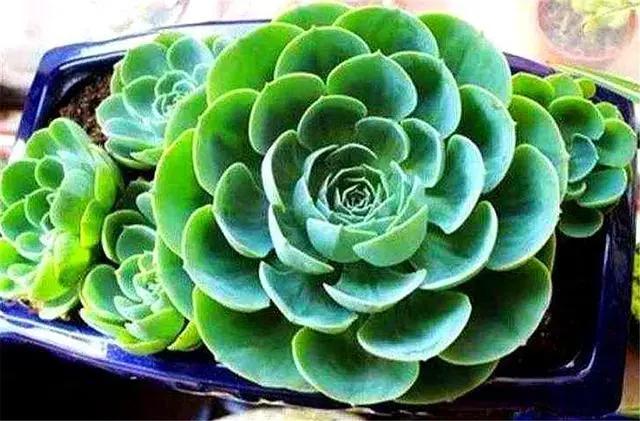 玉蝶老桩刚修剪下来种可以洗水吗,单头玉蝶怎么养成大老桩