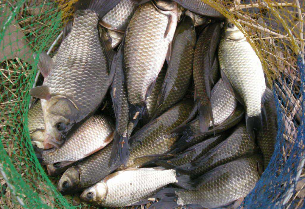 大板鲫饵料夏季搭配什么,大板鲫饵料天冷