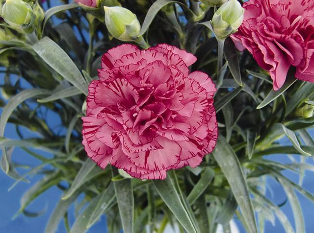 母亲节康乃馨小花束,母亲节的主角