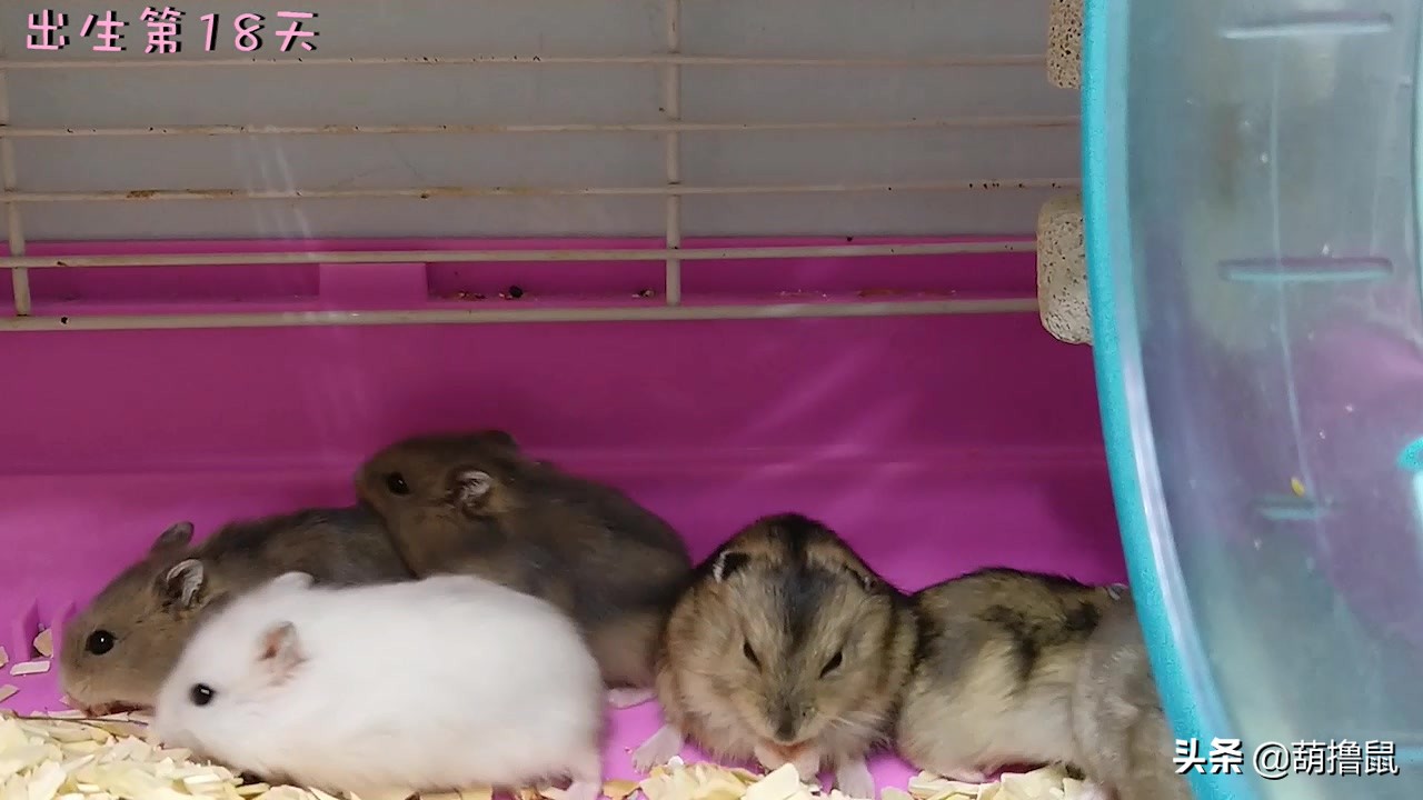 仓鼠怀孕注意事项和禁忌,仓鼠怀孕后一定要分开养吗