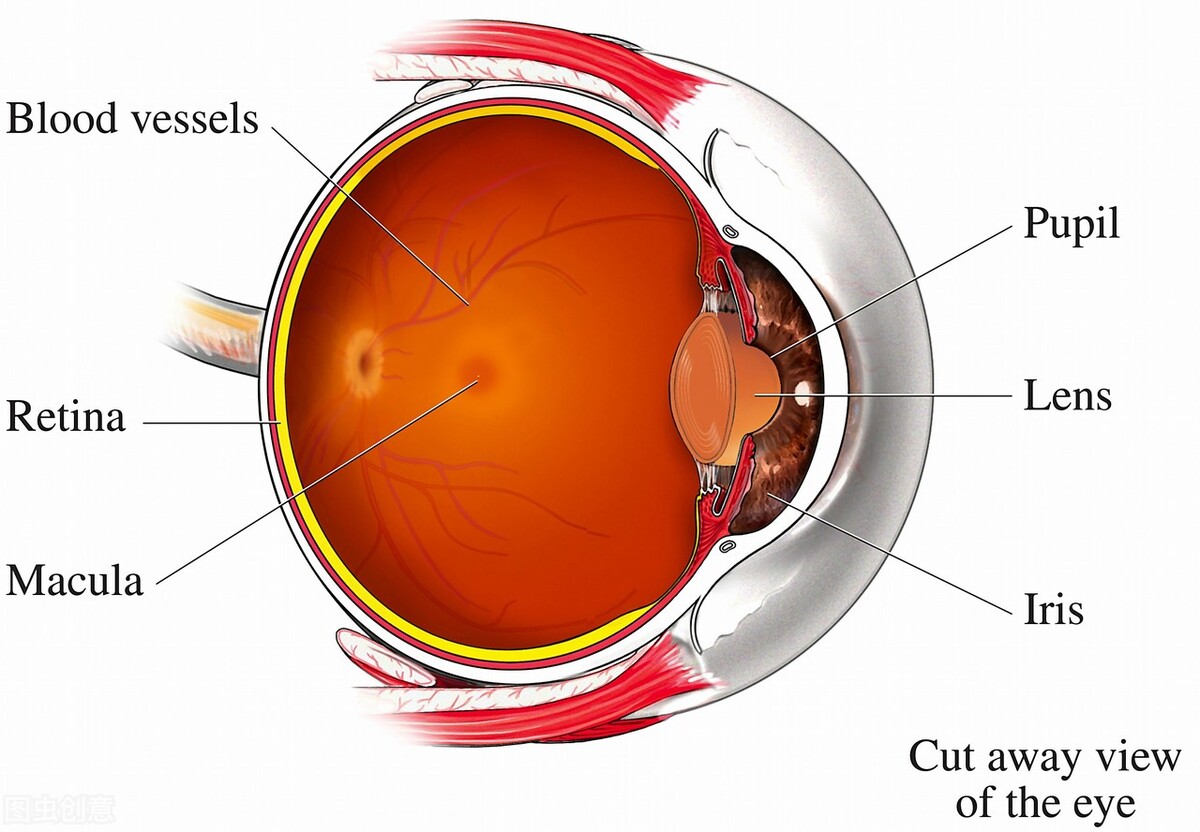 视网膜色素变性的眼底图片,什么是视网膜色素变性