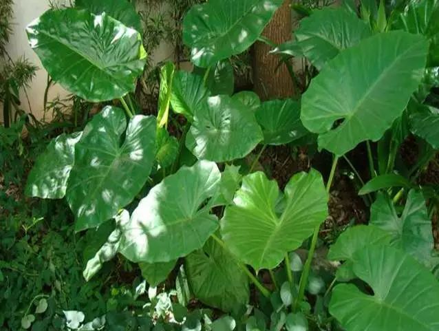 100种常见观叶植物图鉴史上最全,农村常见的100种植物