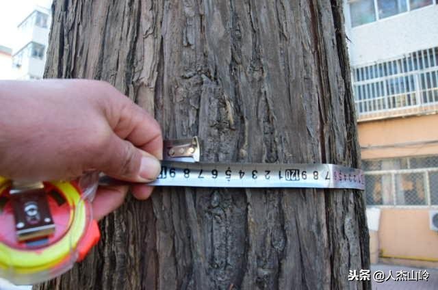 打卡之地,打卡水杉林