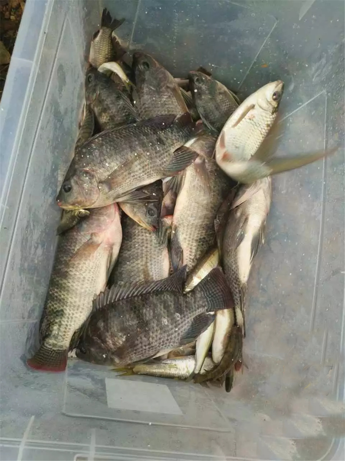 成功1号野钓大罗非饵料配方,钓罗非有哪些诱食剂