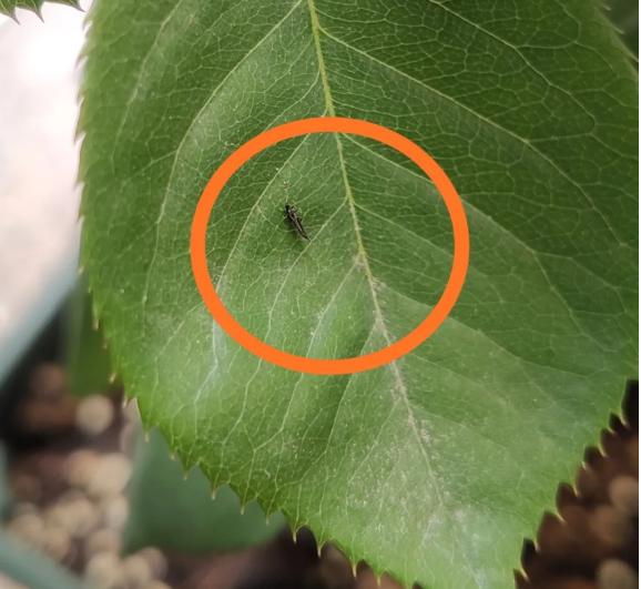 大葱的一大害虫蓟马一招轻松解决,蓟马白粉虱都是刺吸式口器害虫吗