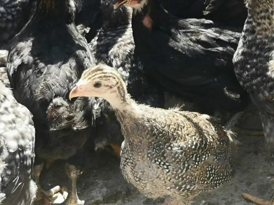 脱贫致富路上的巾帼能手——记赤峰市巴林右旗幸福之路苏木胜利村刘淑凤事迹