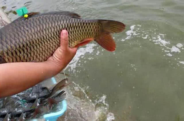 开鱼塘钓鱼如何盈利,钓鱼不如钓自己