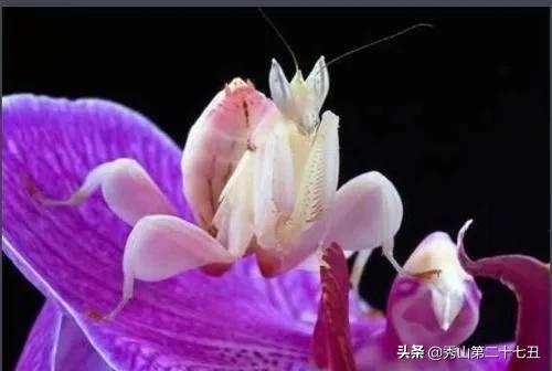 最强节肢动物排行榜,攻击力最强的十种节肢动物