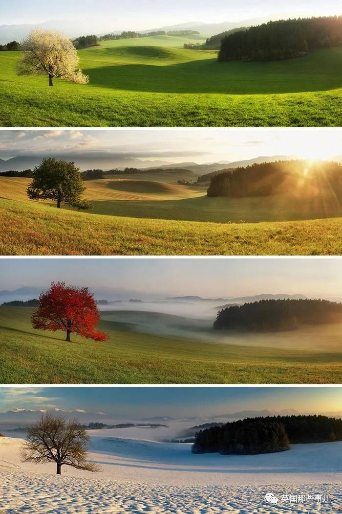 蓝鲸实拍有多大,蓝鲸到底有多大参照物