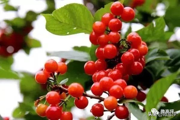 “橙”邀你来！赏橙花、溜滑道、摘樱桃，来高坪橙花节做最靓的崽儿···（内含超值福利）