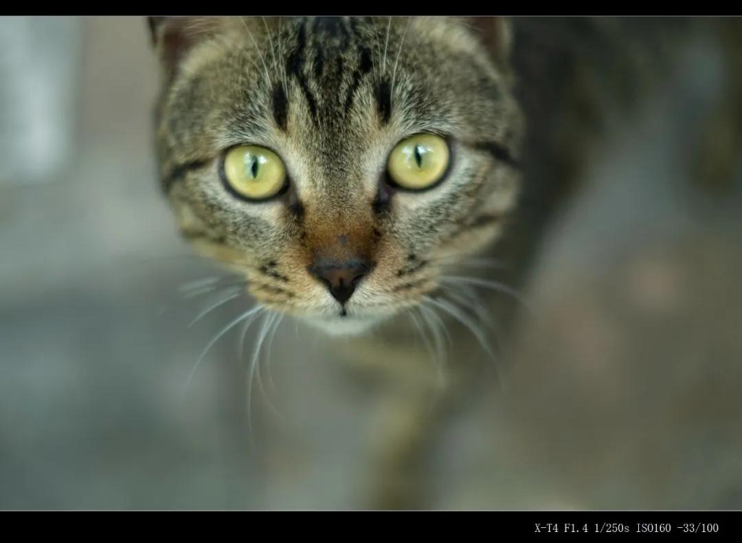 富士微单x-t4深度测试压轴,富士x-t4拍照怎么样