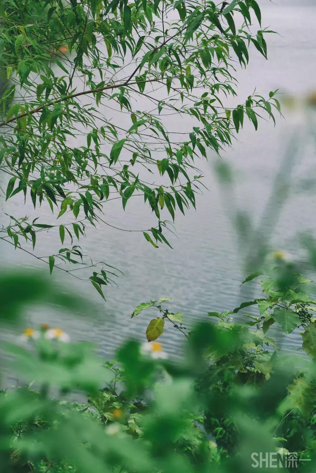 深圳市美美美,深圳最美免费水库