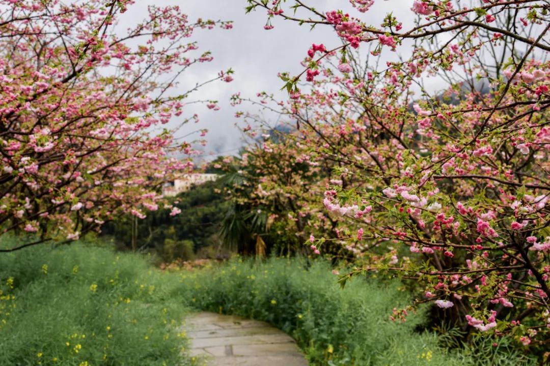 樱花烂漫时汉服少女,樱花烂漫时相遇
