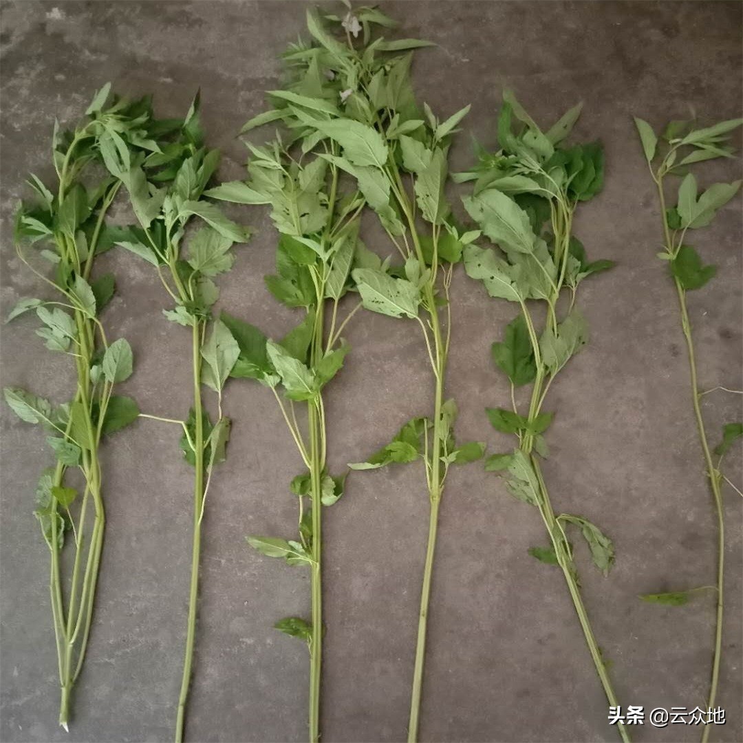 芝麻开花节节高生长过程,芝麻长得不开花不结果怎么办