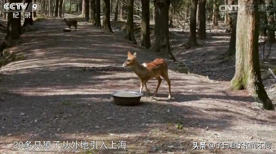 上海魔都最震撼视频,魔都最震撼的航拍