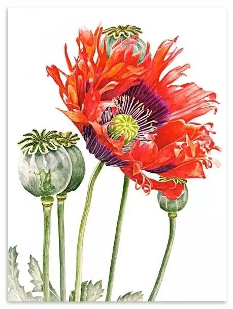 超写实绘画真实吗,超写实的植物绘画