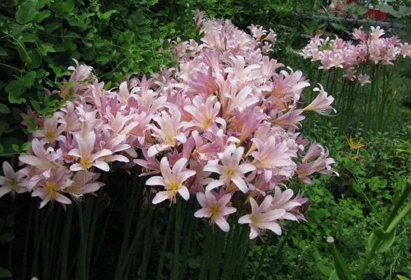 水仙花球怎么一直都不发芽,紫色水仙花怎么养