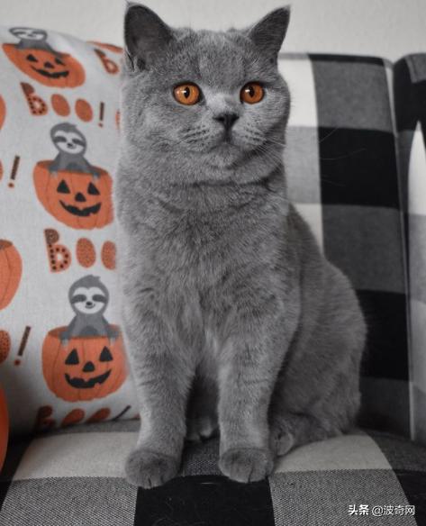 猫咪脸型体型怎么看,耳朵轮廓能看出猫咪的性格嘛