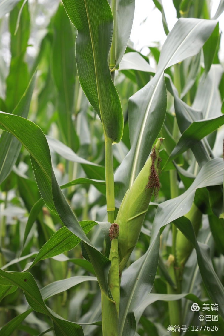 末伏偃师怀旧行，访古春秋时期滑国故城，探幽西天取经唐僧寺