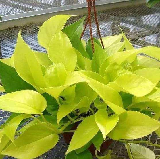 水培绿萝浇水口诀顺口溜,绿萝水培方法和注意事项