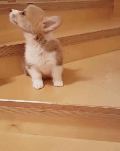 柯基宝宝太调皮被狗妈妈教训,柯基幼犬多大就度过危险期了