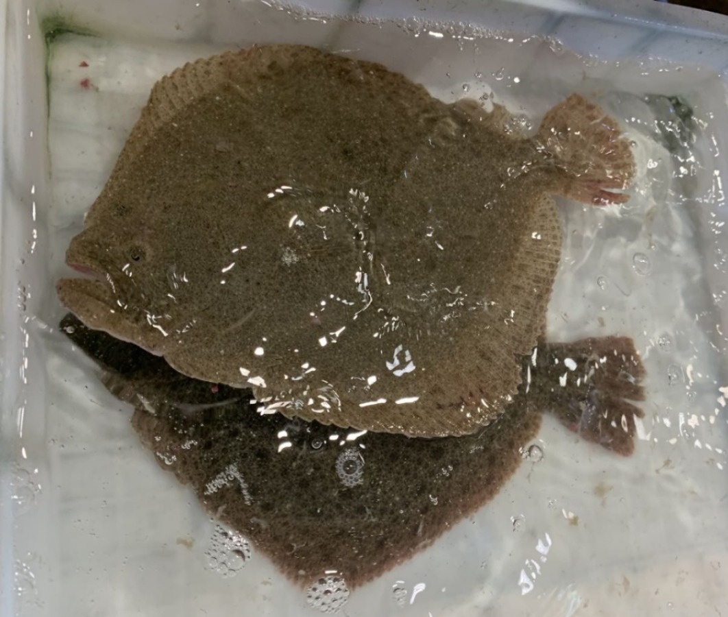 北海干货海鲜批发市场哪个便宜,北海菜市场买海鲜哪个最新鲜